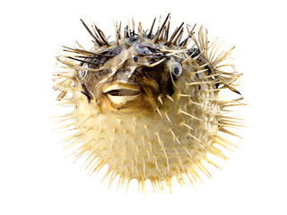 Yellow fish-hedgehog isolated on white