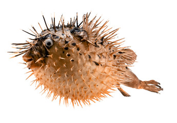 Orange fish-hedgehog isolated on white
