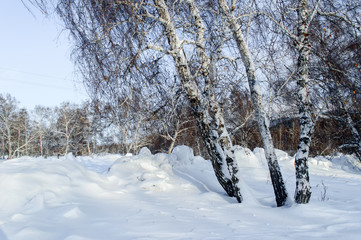 Birch and pine forest