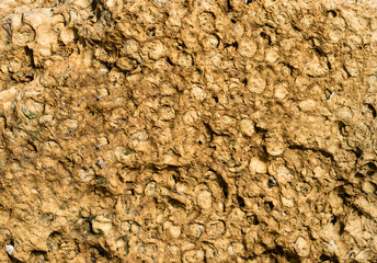 Texture of brown wall from shell rock