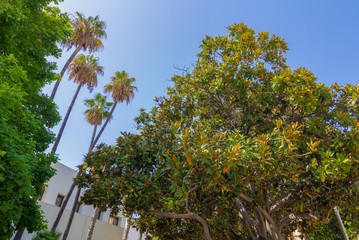 Beautiful palm trees in the Park of Malaga, Spain