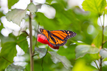 Pretty butterfly with orange and black colors
