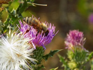 Bee pollinating thistle flower