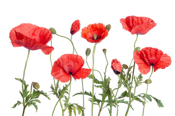 Fototapeta na wymiar red poppies isolated on white background