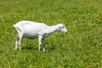Obraz premium Goat on the field