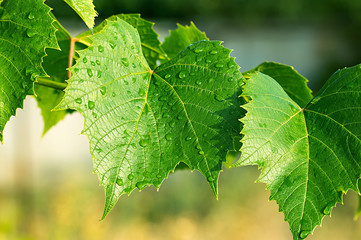 green leaves of the grape in nature background