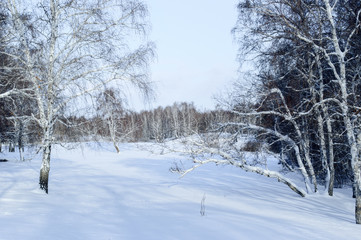 Obraz premium Birch and pine forest