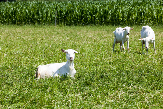 Goats on the field