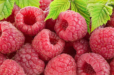 Ripe raspberries with leaves close-up as a background