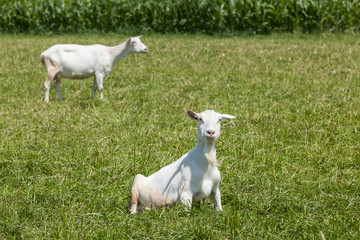 Obraz premium Goat on the field