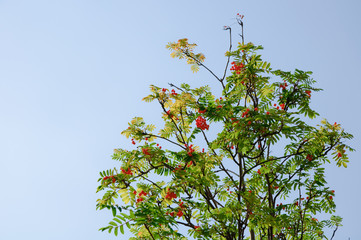 Feuerdorn (Pyracantha coccinea)