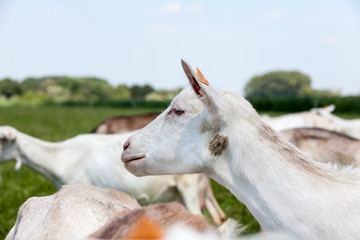 Fototapeta premium Goat on the field