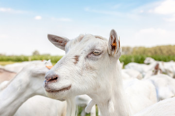 Obraz premium Goat on the field