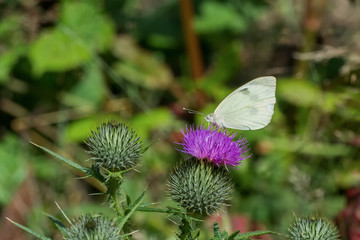 White butterfly sitting on thistle flower