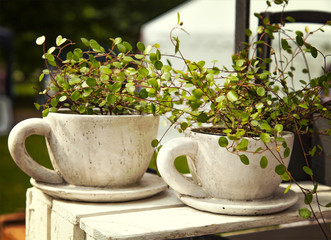 Wire vine plant