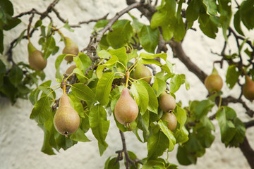 Pear tree