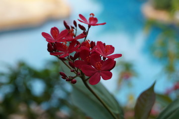 Красивая ярко-красная орхидея на фоне голубого бассейна в Таиланде.