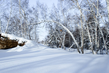 Birch and pine forest