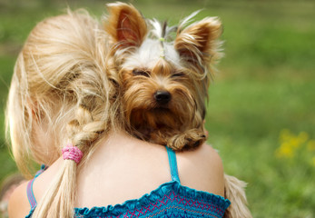 Yorkshire terrier on shoulder of 6 year old girl. looking into the camera