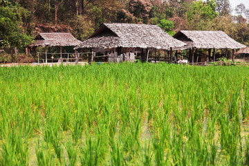 Fototapeta na wymiar Growing rice in Thailand