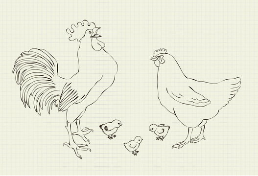 vector illustration family hens