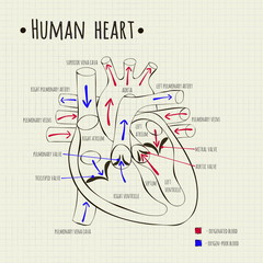 a human heart diagram