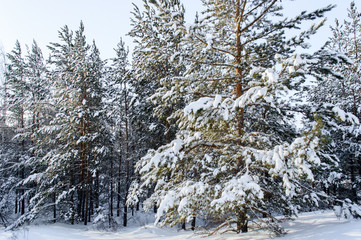 Birch and pine forest