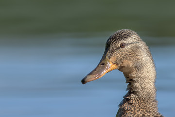 Portrait of a female mallard duck