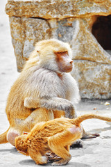 Obraz premium Hamadryas Baboon monkey.