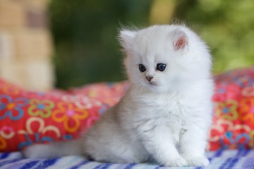 Красивый серебристый котенок