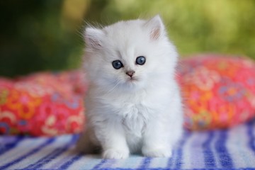 Котенок сидит на полосатом пледе