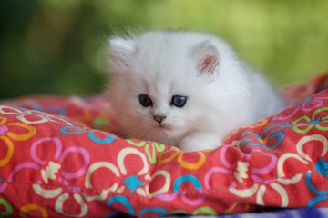 Британский длинношерстный котенок лежит на подушке