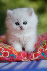 Котенок сидит на яркой подушке на улице