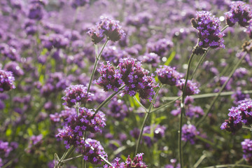 Obraz premium soft focus verbena flower in garden
