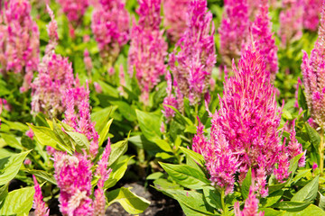 Obraz premium colorful celosia flower