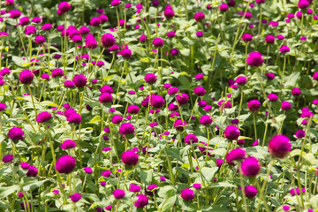 Globe amaranth plants