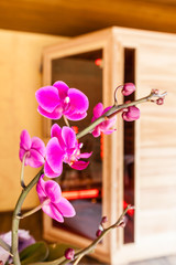 Orchid and sauna