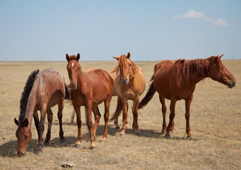 Obraz premium Four horses on the pasture