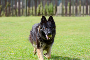German Shepherd dog retrieving tennis ball