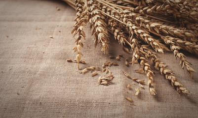 wheat on the jute background photo