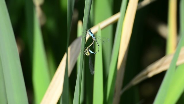 Hufeisen-Azurjungfer, Coenagrion puella, bei der Paarung
