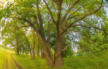 oak stands next to a road forest landscape green summer Photo Ru