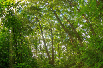 thick green forest summer nature landscape photo Russian