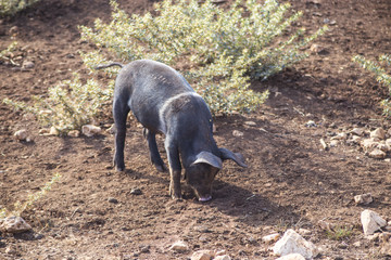 Pigs in a biological breeding farm