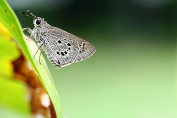 Skipper Butterfly Resting on Leaf in Garden