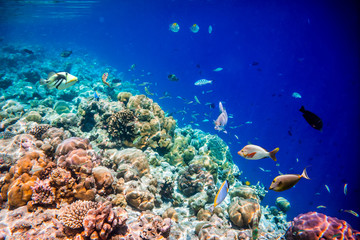 Obraz na płótnie Canvas Tropical Coral Reef.