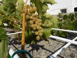 Grapes