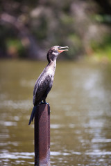 cormorant (Phalacrocorax)