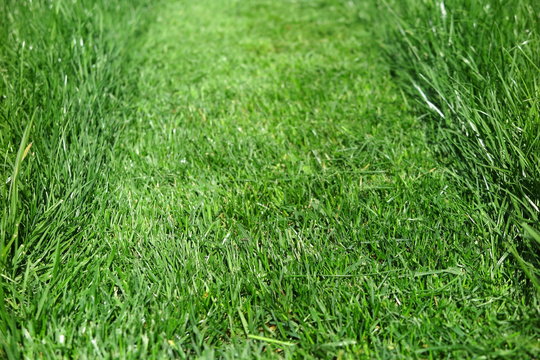 Mown lawn lane among unmown lawn in the sunny summer garden