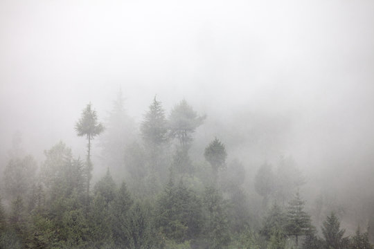 Fototapeta fog